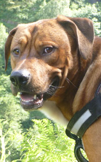 bild_00-2 a large brown dog standing on grass
